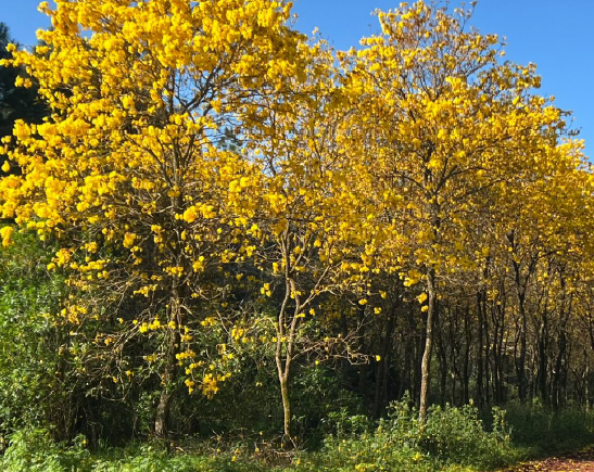 Bosque