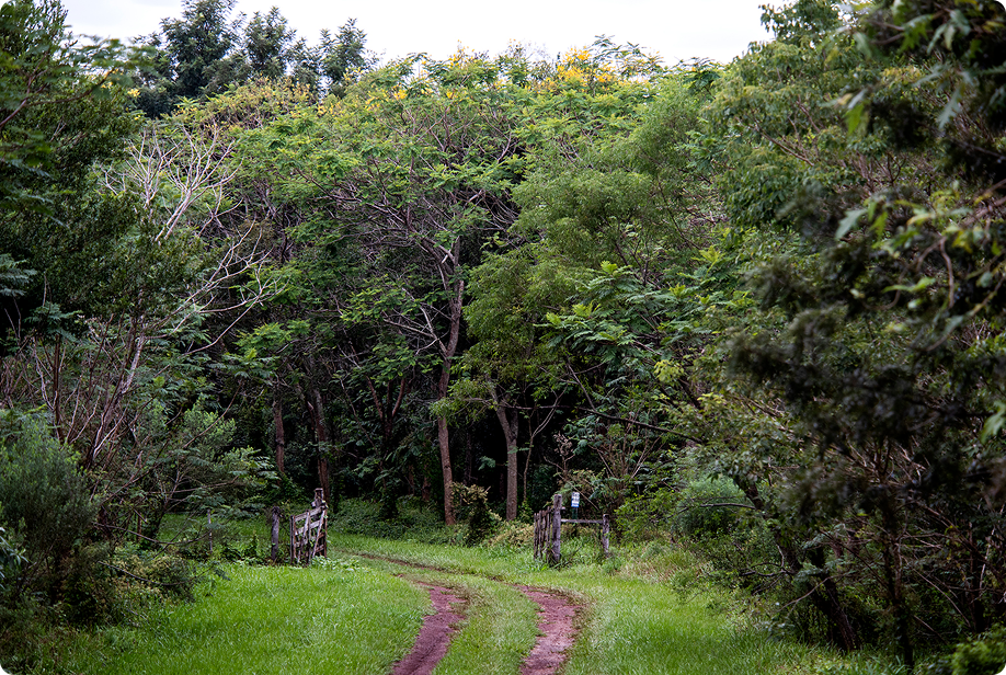 bosque