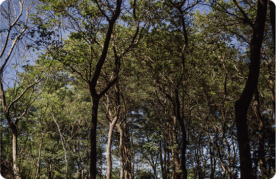 bosque