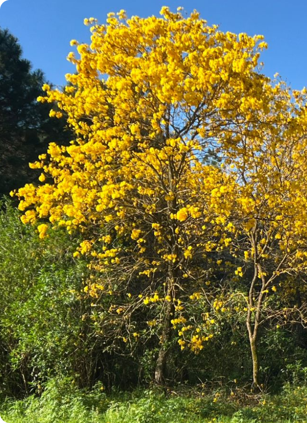 bosque amarillo