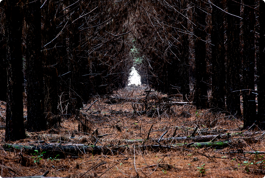 bosque