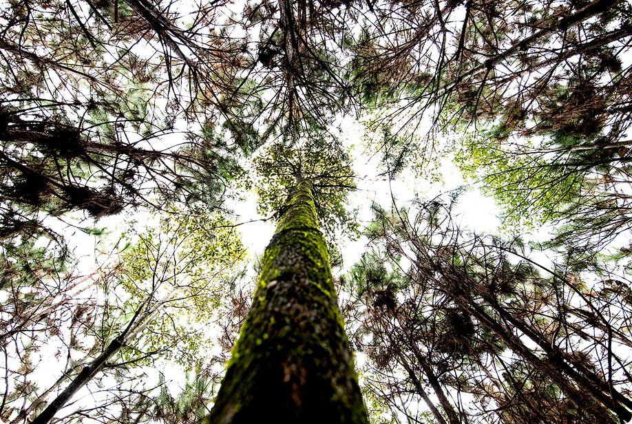 bosque